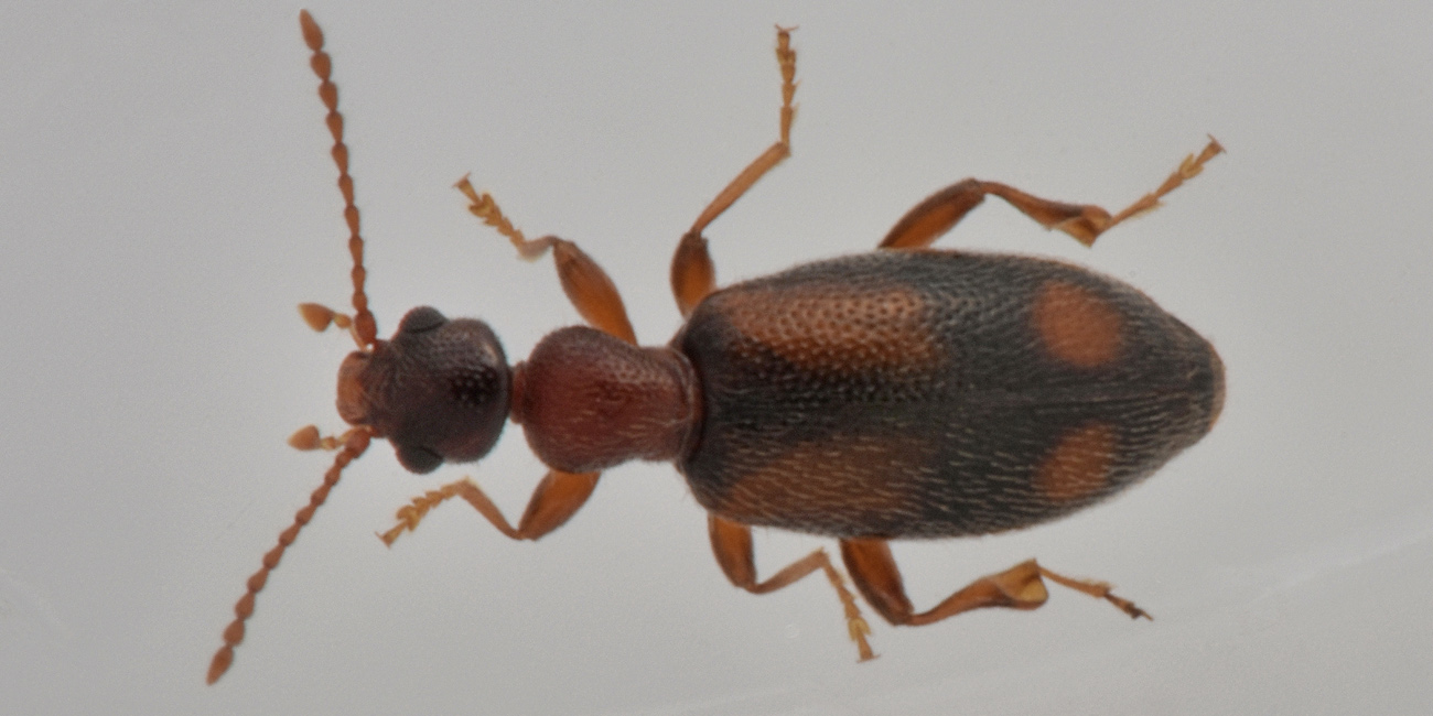 Anthicidae: Cordicollis instabilis?  Ora Cordicomus instabilis, maschio.